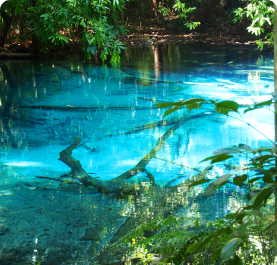 view-fish-swimming-lake 1